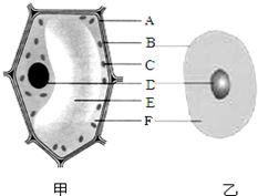 图4为两种不同类型的生物细胞模式,请分析回答 1 乙为 细胞 2 甲 乙两种细胞在结构上的主要区别是甲细胞不具有