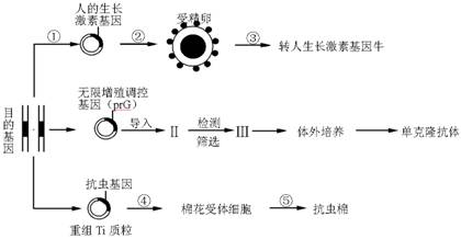 应用生物工程技术获得人们需要的生物新品种或新产品 请据图回答下列问题 1 在培育转人生长激素基因牛过程中,②过程常用的方法是 ,采用