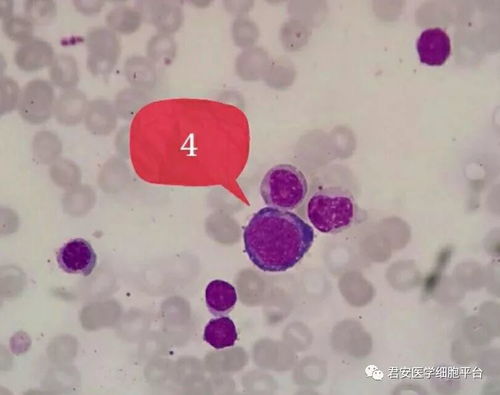 看图识细胞 第27期