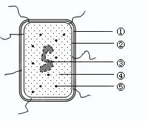 右图为酵母菌细胞结构模式图,下列与发酵有关的叙述错误的是 a.发酵过程中,营养物质可自由通过 结构 b. 的形成与细胞核的存在有密切关系 c.发酵时,处于稳定期的细胞