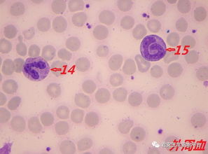 看图识细胞 第60期